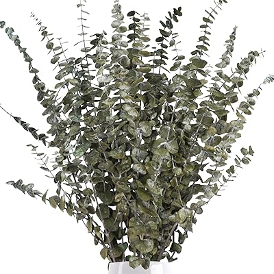 Ruidazon 16 tiges d'eucalyptus séchées 18" branches fraîches et naturelles véritables feuilles conservées