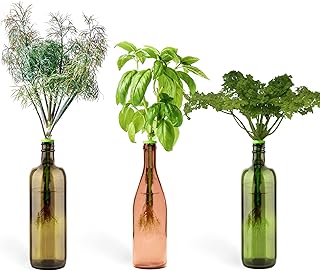 Kit de jardin d'herbes aromatiques d'intérieur - cultivez des plantes d'herbes fraîches à