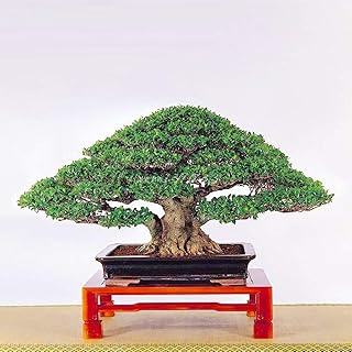 50 pièces sac graines de bonsaï banyan frais facile plantation gros troncs