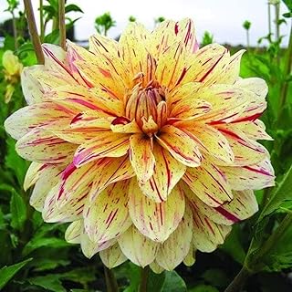3 ampoules de dahlia de couleurs mélangées en pot décoration de jardin bureau