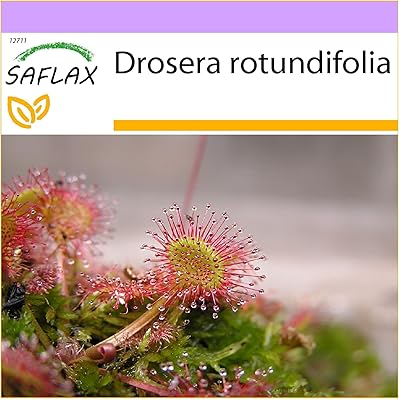 Droséra à feuilles rondes 50 graines drosera rotundifolia