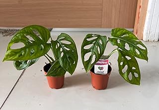 Monstra opelika 30cm