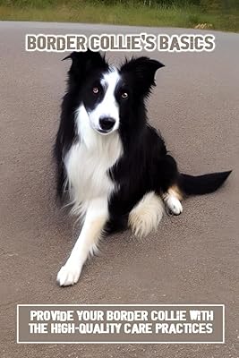 Les bases du border collie : fournissez à votre border collie des pratiques