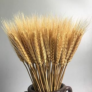 Kit de flocons de blé séchés naturels dorés de luxe avec lacets