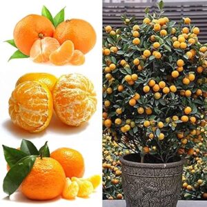 50PCS GRAINES D'ORANGER, FRUITS ORANGE EN POT MANDARINE AGRUMES POUR JARDIN ET DÉCORATION