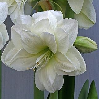 3 lumières hipstrom de fleurs blanches à double tête d'amaryllis parfaites