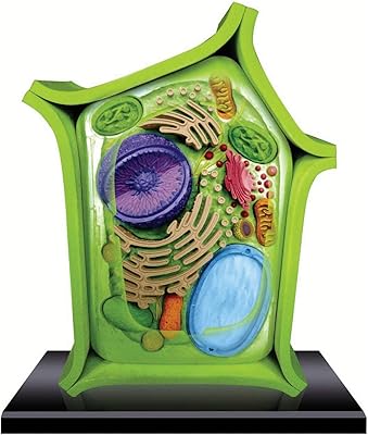 Modèle détaillé d'anatomie de cellules végétales - 24 pièces détachables, modèle de cellules