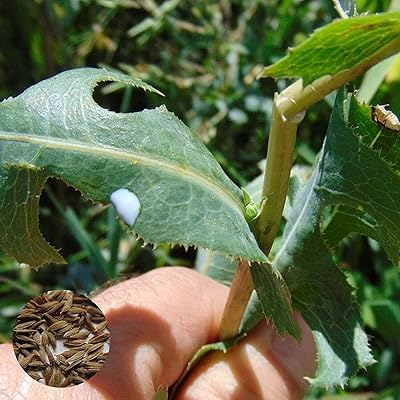 50 pièces/sac de laitue romainevivace résistante à la sécheresse, semis de laitue romaine fraîche de petite taille pour la maison/jardin/extérieur/cour/plantation de ferme - laitue romaine. Des produits authentiques à prix réduits sur Diaytar Sénégal