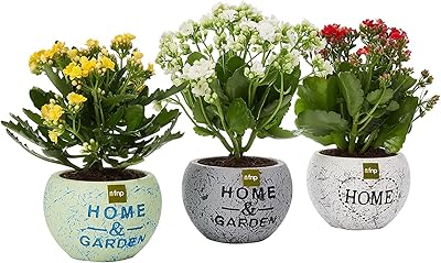 Ensemble de plantes fnb kalanchoe 3 pièces