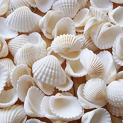 Mini petites coquilles de mer blanches naturelles pour l'artisanat, la décoration intérieure
