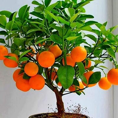 Graines de fruits frais avec 50pcs graines de fruits de cerise kiwi plantation