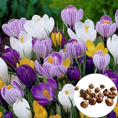 Graines de safran 50pcs graines de crocus en fleurs sans ogm, graines de fleurs décoratives pour paysage printanier, violet. Diaytar : Quand qualité rime avec économie