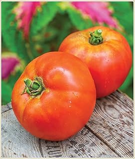 Graines de tomates, cultivez vos propres tomates, délicieuses et simples à planter