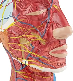 Modèle de cerveau, modèle de tête en plastique pvc haute résistance grandeur nature
