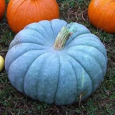 1 sac de graines de citrouille bleues, roman pratique pour planter des graines