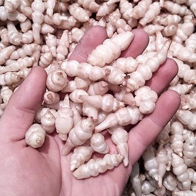 100pcs graines de légumes taux de germination à haut rendement variété d'artichaut