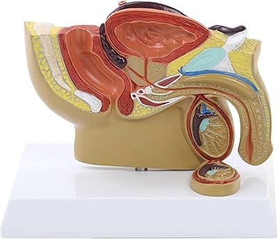 Modèle du système reproducteur, modèle de la prostate montrant la vessie et le testicule,