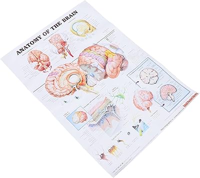 Affiche d'anatomie cérébrale balaco de diagramme d'anatomie du cerveau humain pour la science