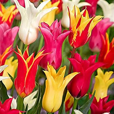 Excellentes graines de tulipes vivaces pour les plantes extérieures et intérieures prêtes au