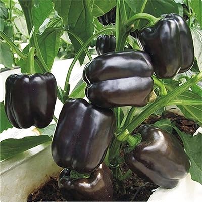 Graines de piment rouge vivaces, graines de légumes pour jardin extérieur sans ogm