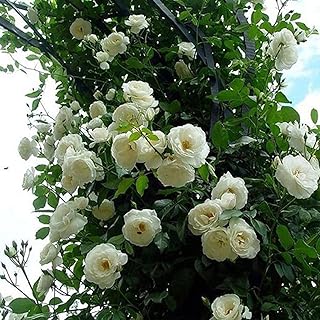 100 pièces/sac graines de roses grimpantes à croissance rapide, couleurs vives, plantes