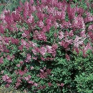 Coréen lilla syringa pubescens patula "miss kim " all'ingrosso 50+ semi