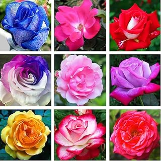 100pcs mélange de graines de fleurs de rose intérieur et extérieur nouvelle cour
