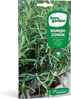 Graines de romarin de jardin européen de haute qualité (rozero common) fabriquées