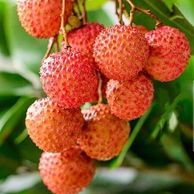 Graines de fruits frais avec 20 graines de litchi litchi litchi jardin bonsaï
