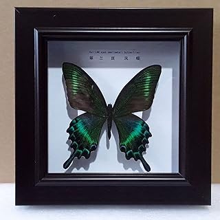 Spécimen d'insecte papillon exquis, véritable taxidermie naturelle montée sous verre, 17x17 cm, cadeau