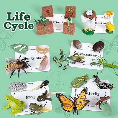Jouets éducatifs et d'apprentissage du cycle de vie the white shop