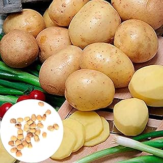 10 pièces/sac de graines de pommes de terre dorées, graines de légumes nutritives