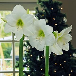 100 morceaux de graines d'amaryllis blanches