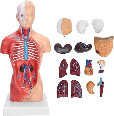 Modèle de torse humain d'anatomie modèle durable en pvc de 28 cm précis