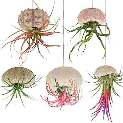 Paquet de 5 mini pots suspendus en forme de coquille d'orchidée, support