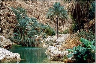 Puzzle en bois wadi shab 1000 pièces pour adultes, outils de décompression, bricolage