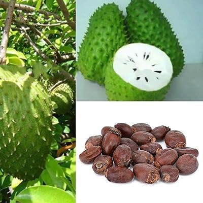 20 morceaux de graines de fruits tropicaux au lait graviola annona muricata. Shopping en ligne au Sénégal ? Pensez Diaytar !