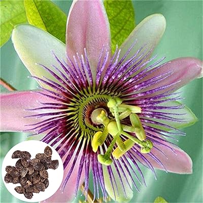 100pcs / sac mélange de graines de fruit de la passion belle petite culture facile rare plante de fruit de la passion graines de jardin graines de fleur de la passion. Diaytar : Le discount nouvelle génération au Sénégal
