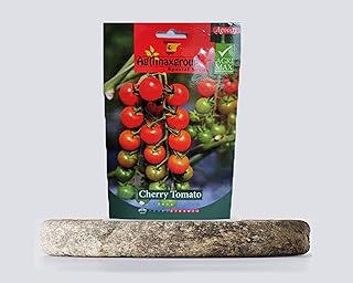 Graines de tomates | cerise rouge | fabriquées en espagne avec de l'engrais