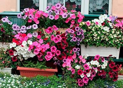250 graines de fleurs de pétunia