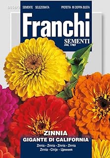 Franchi zegna giant california