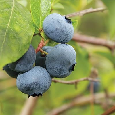 Plantes d'extérieur de myrtilles pour patios ou jardins potagers cultivez vos propres
