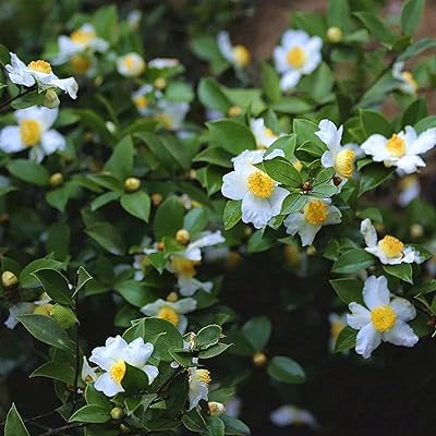 Fleur de décoration de jardin 5 pièces/sac graines de camellia sinensis parfumées graines