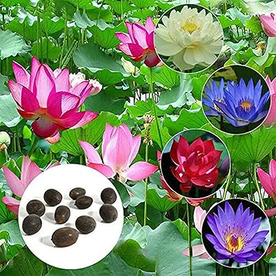 Graines de nénuphar, fleurs qui fleurissent dans l'eau, décoration de jardin, herbe aquatique