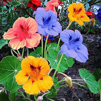 50pcs graines de fleurs de capucine 50pcs graines semi-dures mélangées fleurs annuelles plantes