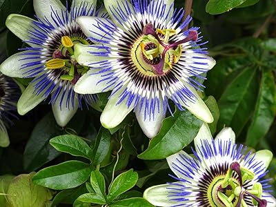 5 morceaux de fleur de la passion (passiflora incarnata), graines de fruits