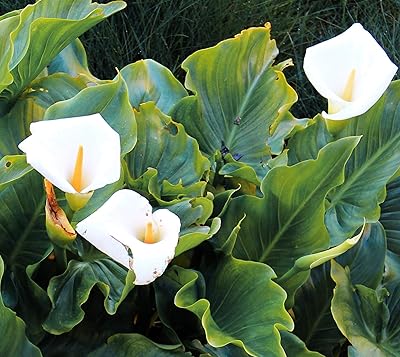 Rare 100 pièces graines de lys calla blanc bonsaï plante en pot fleurs vivaces. Diaytar : Là où commence votre expérience shopping idéale