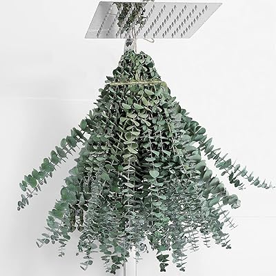 20 tiges d'eucalyptus séchées à suspendre pour douche 432 cm véritable. Diaytar Sénégal : Votre guichet unique pour tous vos achats