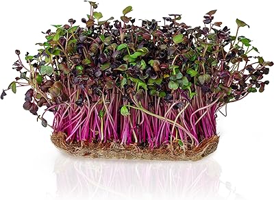 Graines de radis rambo sprouting de tod's seeds - belles pousses rouges/violettes