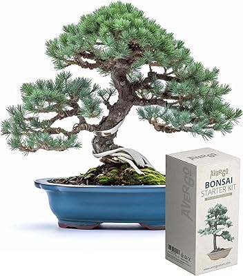 Kit de bonsaï 1 x japonais unique | complet de culture plantes d'intérieur